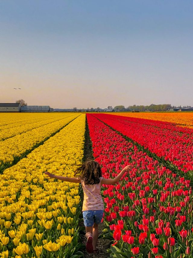 Keukenhof Gardens and more tulip fields in The Netherlands