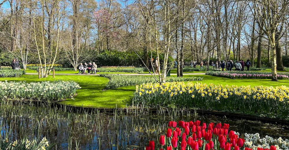 Red and yellow tulips around a lake on a spring day